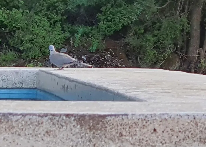 Chaihoutes Stone House And Into Olive Farm In Zia * Agios Dimitrios (Kos)