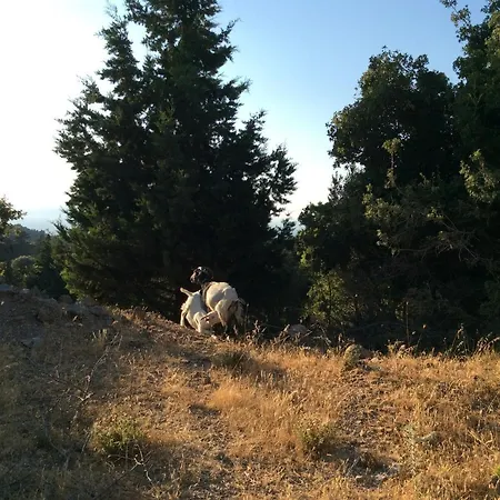 Chaihoutes Stone House And Into Olive Farm In Zia 팜스테이 Agios Dimitrios (Kos)