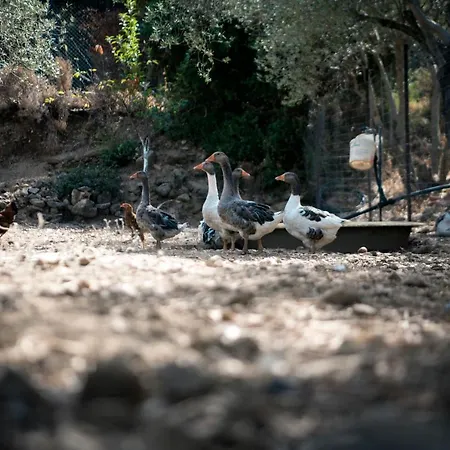 Chaihoutes Stone House Into Olive Farm In Zia Alloggio per agriturismo *