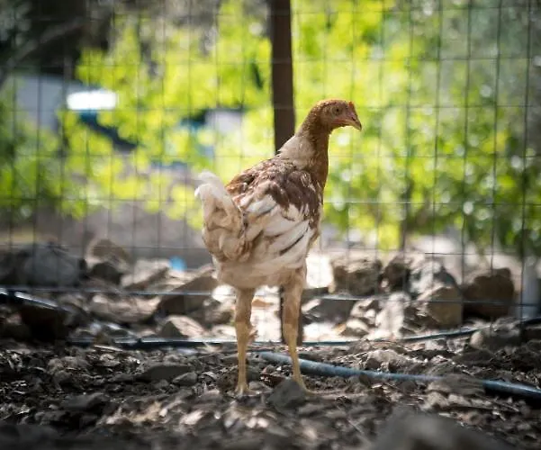مزرعة للإقامة Chaihoutes Stone House And Into Olive Farm In Zia Agios Dimitrios (Kos)