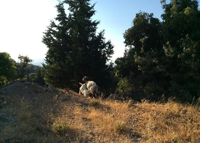 Chaihoutes Stone House And Into Olive Farm In Zia 팜스테이 Agios Dimitrios (Kos)