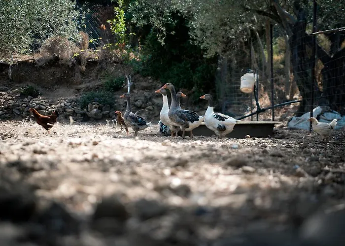 Chaihoutes Stone House And Into Olive Farm In Zia Farma *