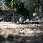 Chaihoutes Stone House And Into Olive Farm In Zia Farm stay *