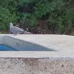 Chaihoutes Stone House And Into Olive Farm In Zia * Agios Dimitrios (Kos)