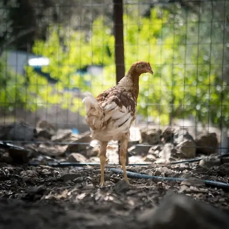 Farm stay Chaihoutes Stone House And Into Olive Farm In Zia Agios Dimitrios (Kos)